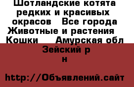 Шотландские котята редких и красивых  окрасов - Все города Животные и растения » Кошки   . Амурская обл.,Зейский р-н